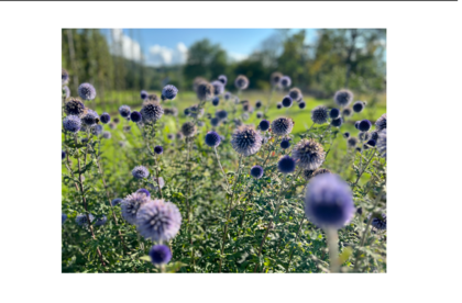 Lila bollformade blommor på stjälkar i en solig trädgård med suddig bakgrund.