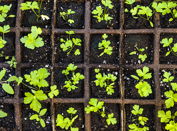 Små gröna plantor växer i ett rutnät av jordfyllda krukor, sedda uppifrån.