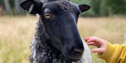 Ett får med svart ansikte och lockig ull står i högt gräs, en hand sträcks fram mot fåret.