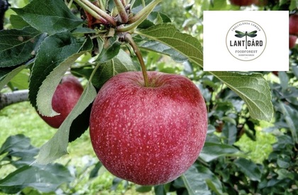 Närbild på ett rött äpple som hänger i ett träd, med gröna blad och en logotyp för Lantgård i hörnet.