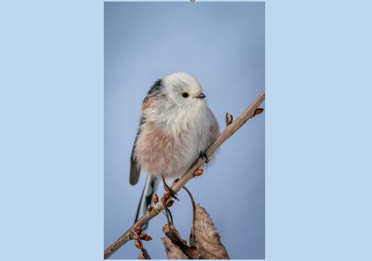 En liten, fluffig fågel sitter på en gren mot en ljusblå bakgrund.