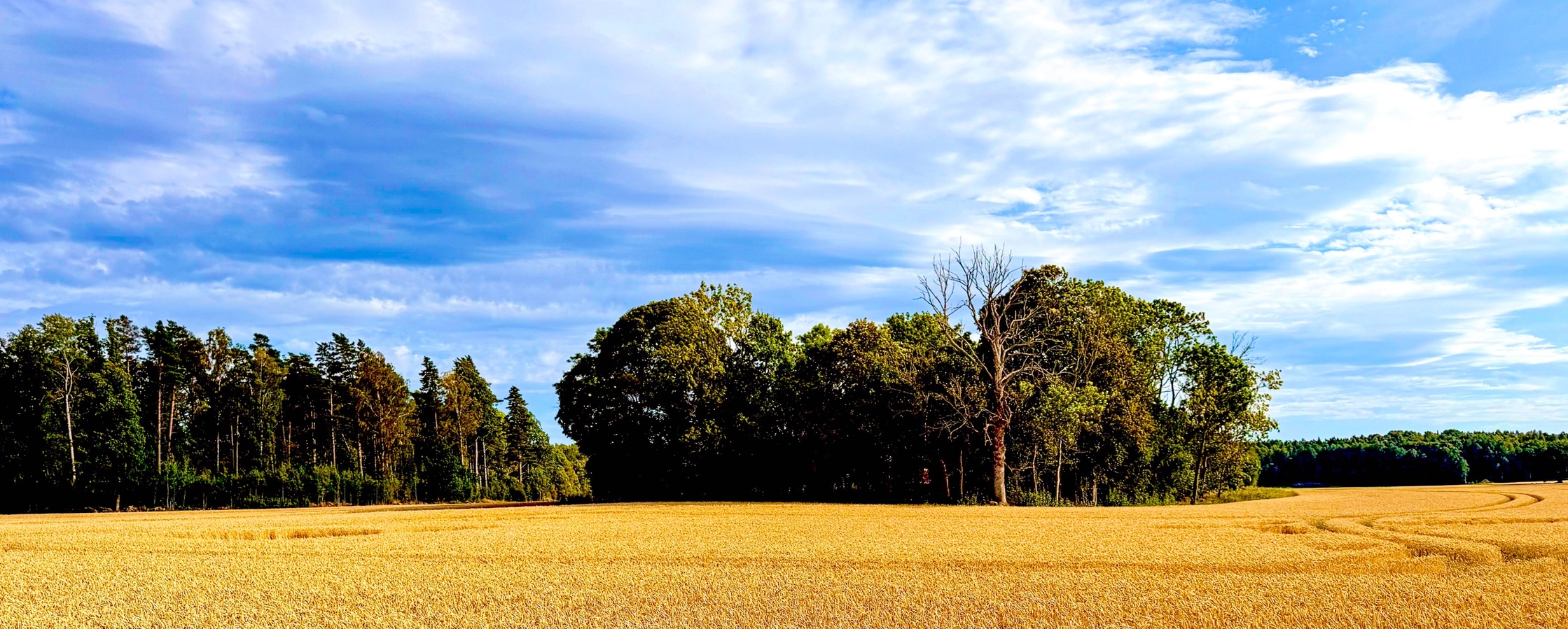 Ett gyllene sädesfält under en blå himmel med skog i bakgrunden.