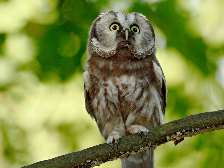 En uggla sitter på en gren med suddig grön bakgrund av löv.