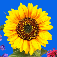 Verklighetstrogen illustration av klarblå himmel med några vita moln. Framför den blåa himlen syns vackra sommarblommor och fjärilar i klara färger. 
