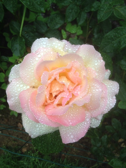 En närbild av en ljusrosa ros täckt av vattendroppar, omgiven av gröna blad.