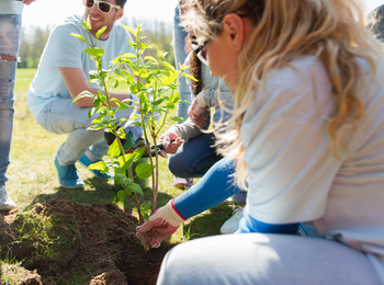 En grupp människor planterar ett träd tillsammans utomhus på en solig dag.