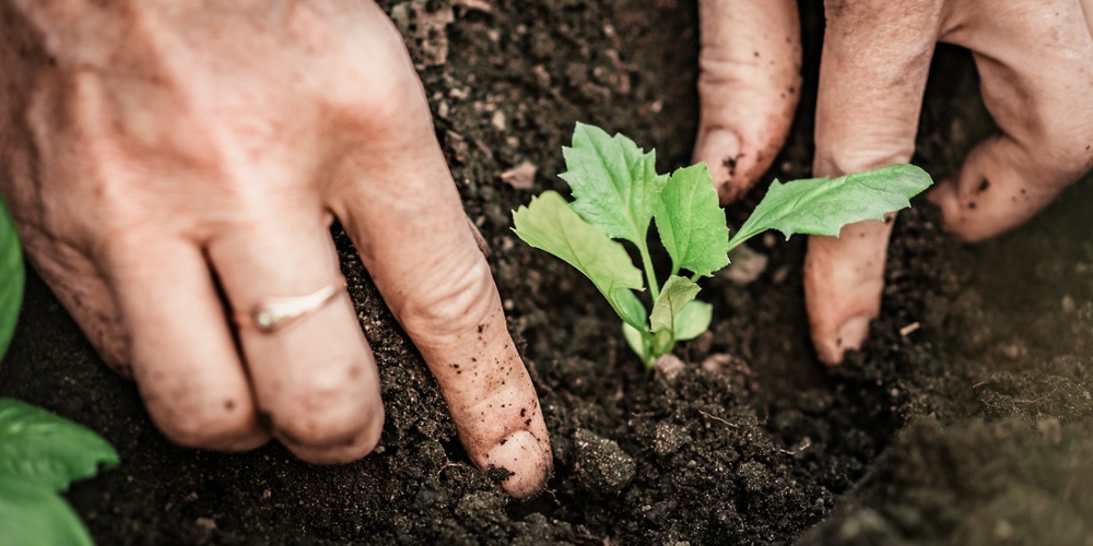 Två händer planterar en liten grön planta i mörk jord utomhus.