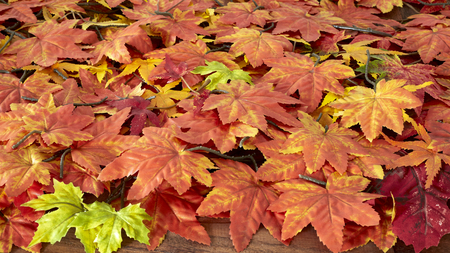 Närbild av höstlöv i olika nyanser av rött, orange, gult och grönt på marken.