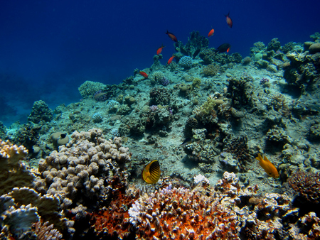 Korallrev under vatten med färgglada fiskar och olika typer av koraller.