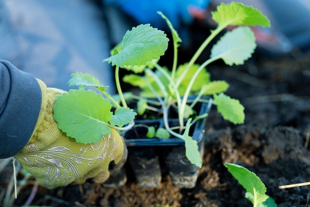 En person med handskar planterar små plantor i jord utomhus.
