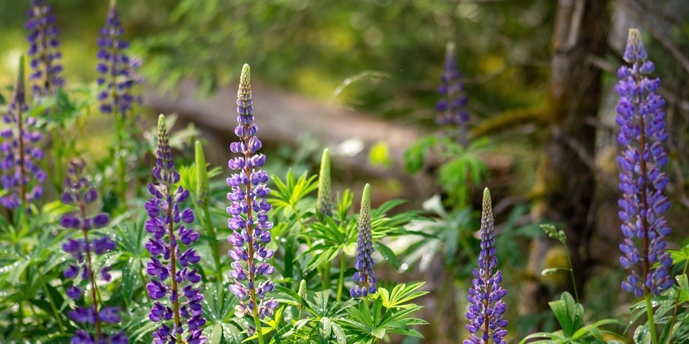 Lila lupiner blommar i en solig skogsmiljö med gröna blad och träd i bakgrunden.