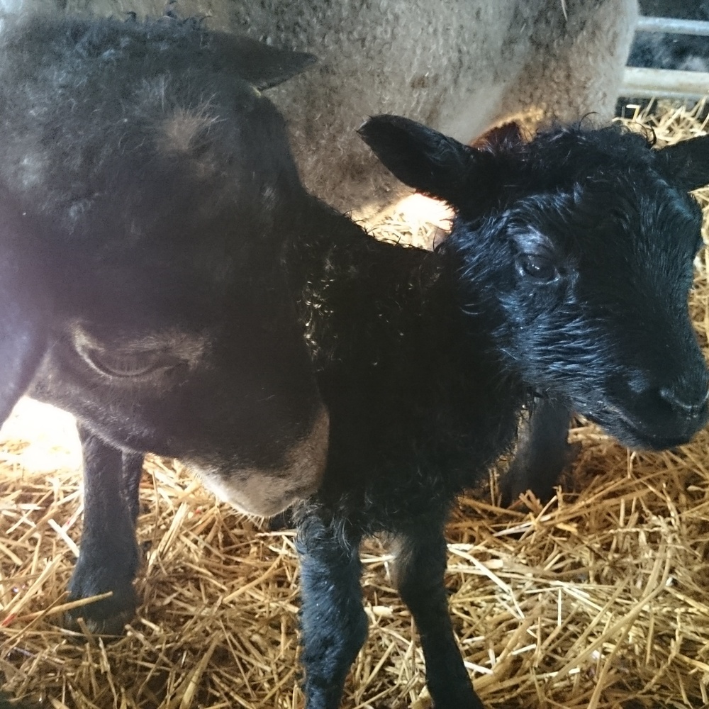 Ett svart lamm står bredvid ett vuxet får på halm i en ladugård.