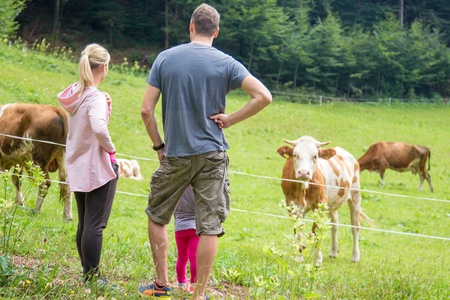 En familj står vid ett stängsel och tittar på kor som betar på en grön äng vid skogsbrynet.