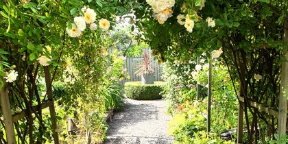 En grusgång i en lummig trädgård med blommande rosbåge och en grön parkbänk till vänster.