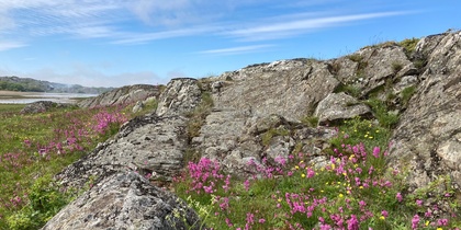Tjärblomster i landskap på Tjörn