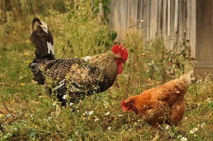 En tupp och en höna letar mat bland gräs och blommor vid en trävägg utomhus.
