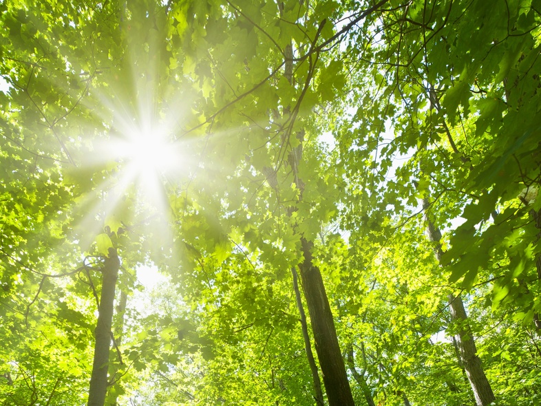 Solstrålar lyser genom täta gröna träd i en skog med en smal stig på marken.