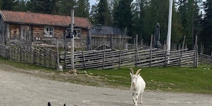 Två getter går på en grusväg framför en trästuga och ett staket, omgiven av tallskog.