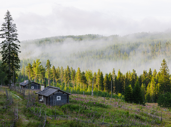 Två små timmerstugor på en sluttning omgivna av granskog och dimma i en lantlig miljö.