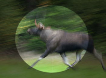 En älg springer genom skogen, sedd genom ett kikarsikte med rörelseoskärpa.