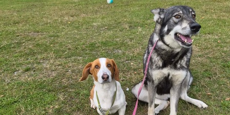 Två hundar sitter på gräset, en liten brunvit och en större gråvit, båda med koppel.