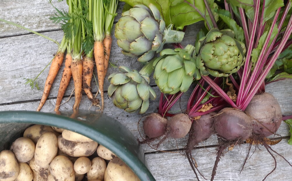 Färska grönsaker på ett träbord: morötter, kronärtskockor, rödbetor och potatis i en hink.