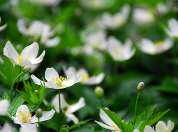 Närbild på vita blommor med gula mittpunkter och gröna blad i en frodig trädgårdsmiljö.
