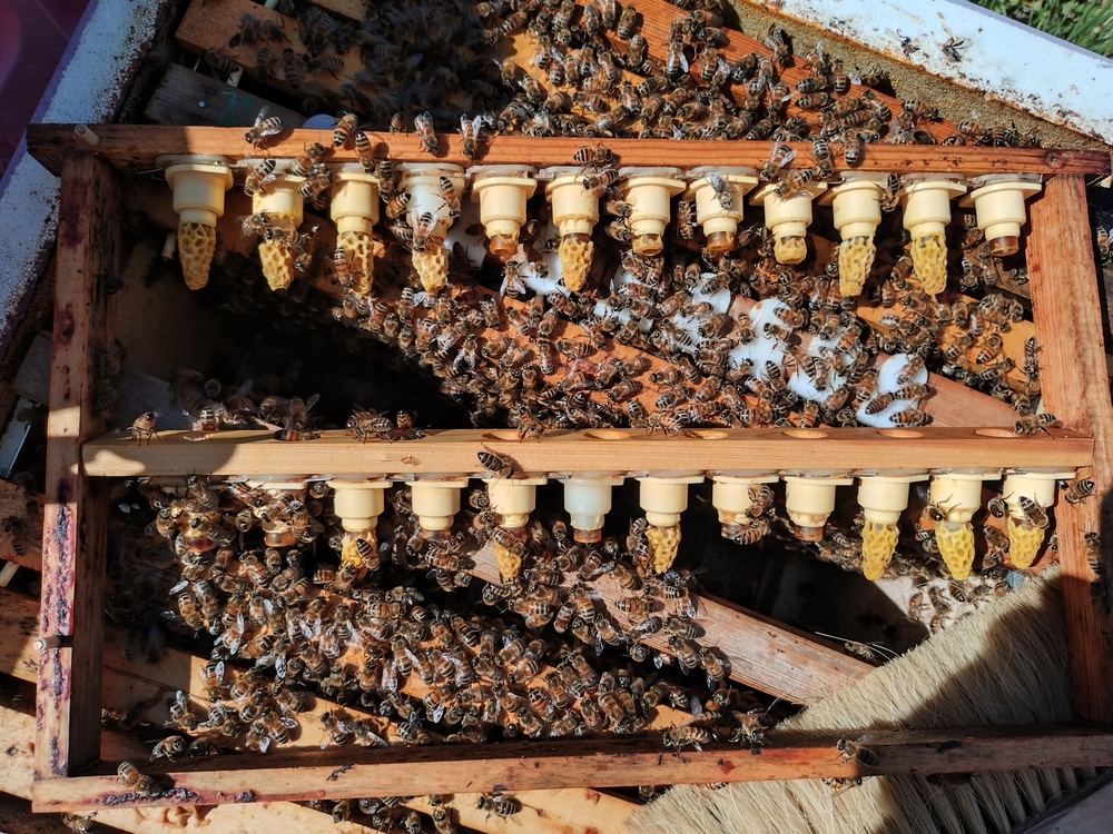 Närbild av en bikupa med många bin och konstgjorda drottningceller i en träram.