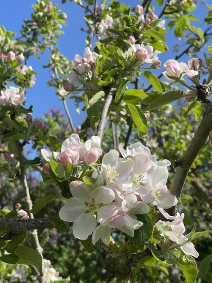 Närbild på blommande äppelträd med vita och rosa blommor mot en blå himmel.