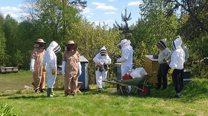 En grupp personer i skyddsdräkter arbetar vid bikupor utomhus en solig dag.