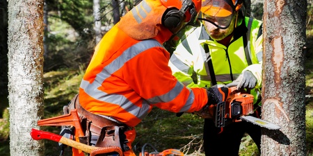 Två personer i skyddskläder arbetar med motorsåg för att fälla ett träd i en skog.