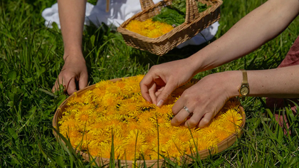 Två personer plockar och sorterar gula maskrosor i en korg och ett fat ute på en gräsmatta.