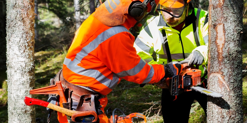 Två personer i skyddskläder arbetar med motorsåg för att fälla ett träd i en skog.