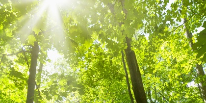 Solstrålar lyser genom täta gröna träd i en skog med en smal stig på marken.