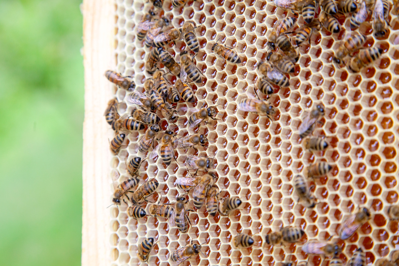 Närbild av bin som arbetar på en bikaka fylld med hexagonala celler.