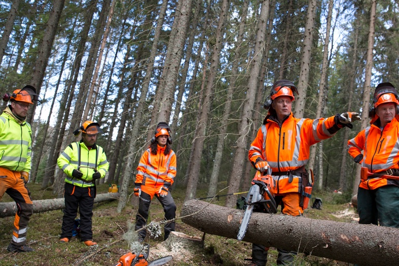 Fem personer i skyddskläder arbetar med att fälla träd i en skog, en person pekar och håller i en motorsåg.