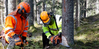 Två personer i skyddskläder fäller ett träd med motorsåg i en skog.
