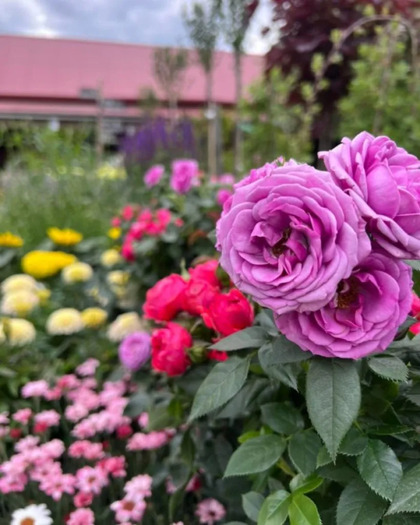 Närbild på lila rosor i en färgglad blomsterträdgård med flerfärgade blommor och gröna blad.