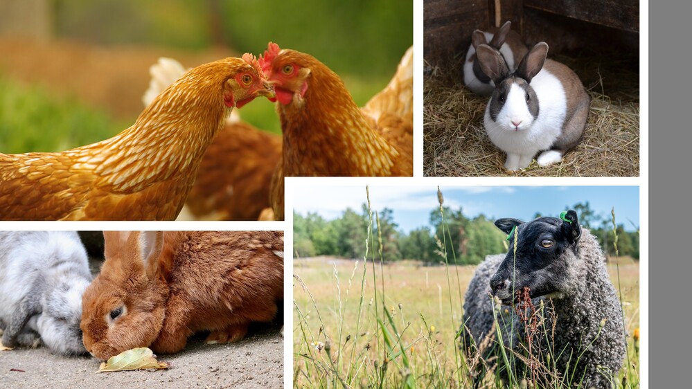 Flera lantbruksdjur, inklusive höns, kaniner och ett får, i olika utomhusmiljöer.