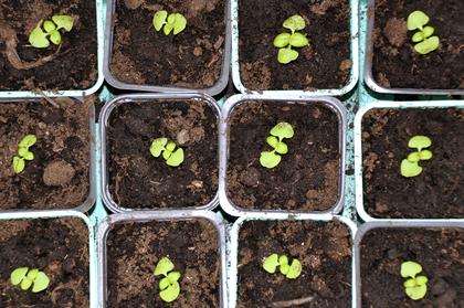 Flera små plantor växer i separata krukor fyllda med jord, sedda uppifrån.