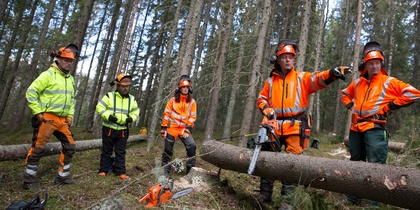 Fem personer i skyddskläder arbetar med att fälla träd i en skog, en person pekar och håller i en motorsåg.