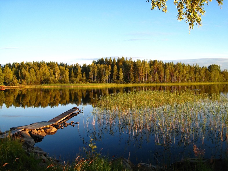 En lugn sjö med en gammal brygga, vass i vattnet och skog i bakgrunden under klarblå himmel.