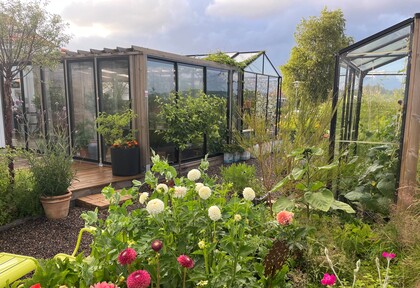 Två växthus omgivna av blommande trädgård med färgglada dahlior och grönska under molnig himmel.