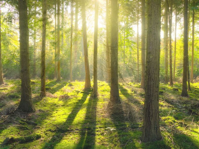 En barrskog där solen lyser mellan stammarna och skapar skuggor på den gröna mossan.