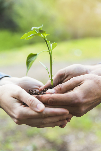 Två händer håller försiktigt en liten planta med jord utomhus.