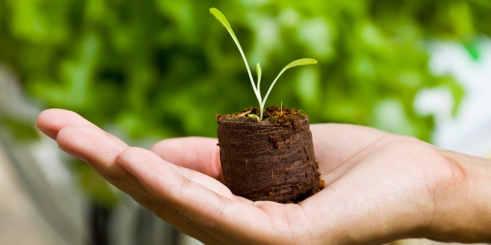 En hand håller en liten jordklump med ett ungt grönt skott mot en suddig grön bakgrund.