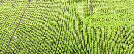 Flygfoto av en åker med raka och böjda rader av unga gröna plantor.