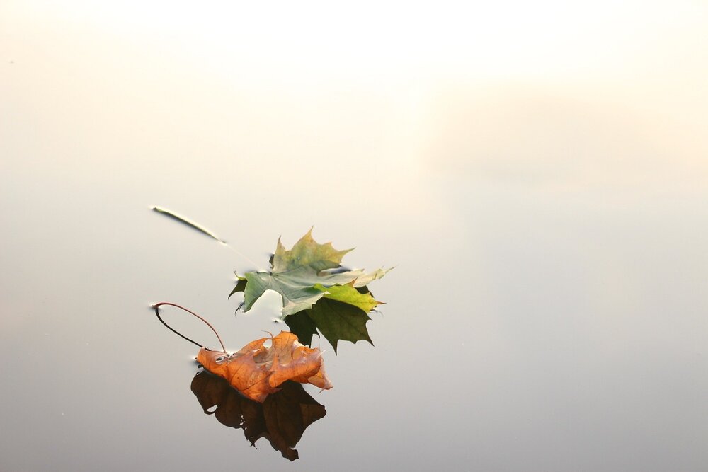 Två löv, ett grönt och ett brunt, flyter på stilla vatten med reflektioner och ljus bakgrund.