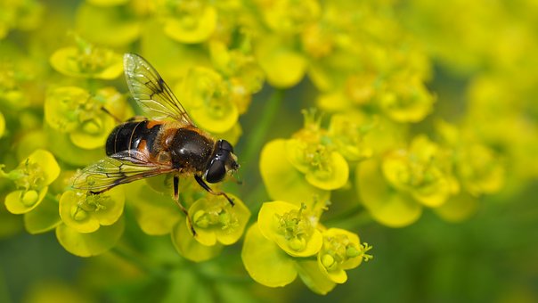 En närbild av ett bi som sitter på små gula blommor.