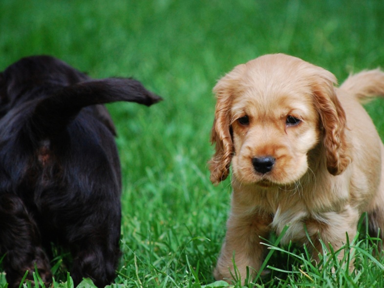Två valpar, en ljus och en mörk, leker på gräsmatta. Den ljusa valpen tittar mot kameran.